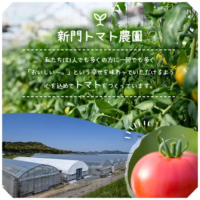 かどがわひなたのトマトジュース(計2.4kg・200g×12本)とまと フルーツトマト 野菜 飲料 果汁 高糖度 国産【A-2】【新門トマト農園】