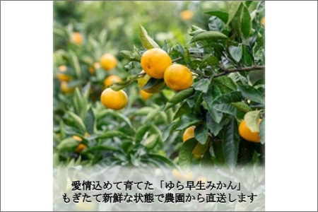 【0769-4】和歌山の農園直送！北村農園のゆら早生みかん5kg《先行予約》