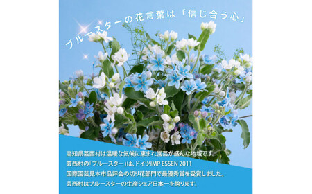 《先行予約》芸西村特産ブルースター花束（約15本程度の花束）