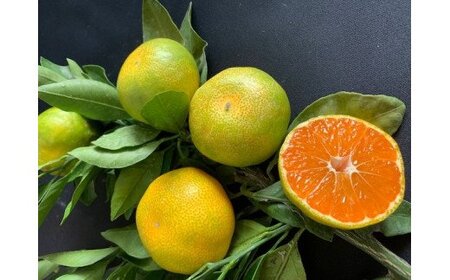 【2026年先行予約】 極早生みかん 5kg 赤秀 Lサイズ【ミカン 蜜柑 柑橘 温州みかん 有田みかん 贈答 ギフト わせみかん 和歌山】_BF6038n