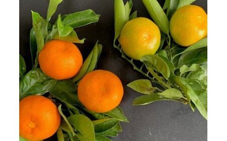 【2026年先行予約】ハウスみかん 二種 食べ比べ 4パック 【ミカン 蜜柑 柑橘 温州みかん 有田みかん ハウスミカン 和歌山】_BF6057