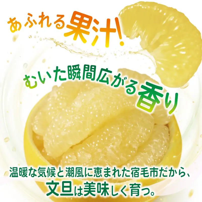 土佐文旦大玉 10kg 贈答用 文旦