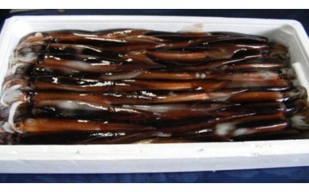 函館産 朝獲り 生するめいか 約 4kg 季節限定 イカ 生いか スルメイカ_HD010-007