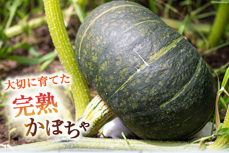 【期間限定発送】 野菜 栗カボチャ 2玉