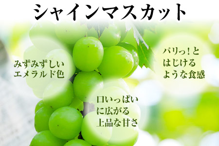 熊本県大津町産 タカハマ観光農園の 朝採れ シャインマスカット 約1kg 1～2房《8月上旬-10月末頃出荷》熊本県 大津町 ブドウ 葡萄 ぶどう シャインマスカット 果物 くだもの スイーツ フルーツ デザート ギフト 種なし クール便 送料無料