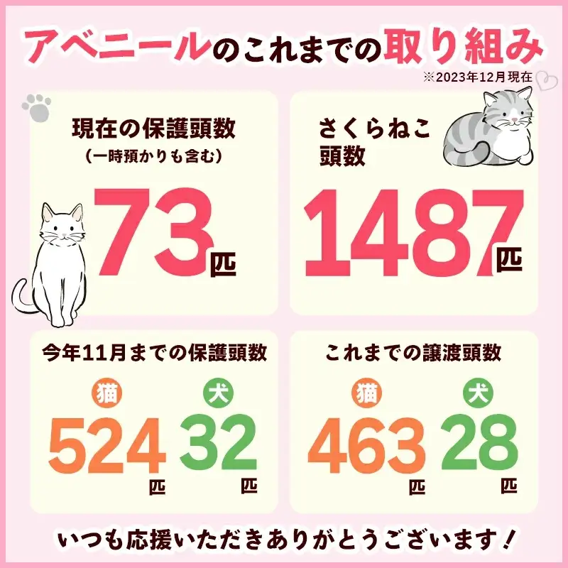 【南の島の動物愛護活動】保護猫活動等をサポート（5万円）- ねこ ネコ 地域猫 保護活動 支援 応援 さくらねこ 動物愛護 保護 里親 寄附のみ 沖縄県 八重瀬町
