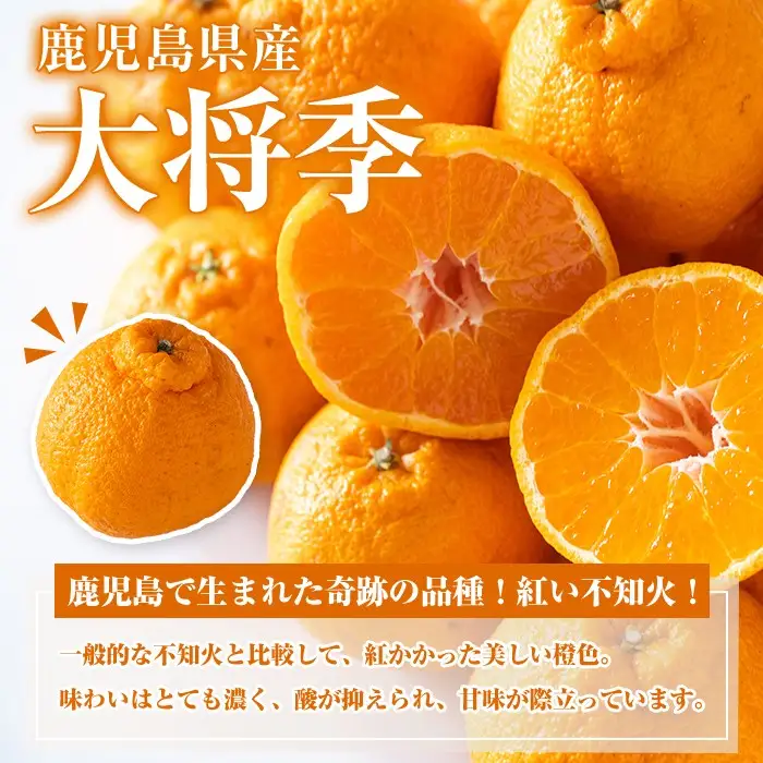 ＜先行予約受付中！2027年1月中旬以降順次発送予定＞ 阿久根市で生まれたオリジナル品種「大将季」(約5kg・15～24玉) 果物 フルーツ 柑橘 果実 ハウス栽培 ギフト 【鹿児島いずみ農業協同組合】akn018-22
