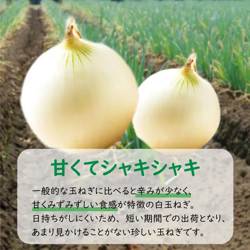 【予約：2026年7月中旬から順次発送】ところの白玉ねぎ 10kg ( 玉ねぎ タマネギ 玉葱 野菜 白玉ねぎ 10キロ 期間限定 辛みが少ない 生食 )【121-0008-2026】