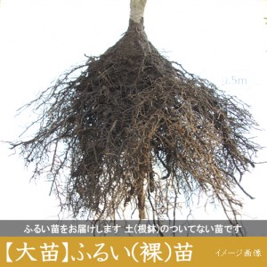 カキ (甘柿) 4L富有(ふゆう) 3年生 苗木 ＜すだ農園＞