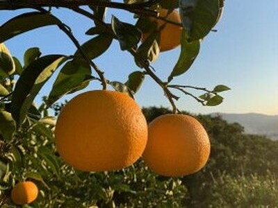 【2027年先行予約】和歌山県産 有田の八朔 (はっさく) 約10kg【Lサイズ】まごころ手選別 _ZE6075n