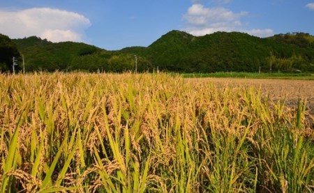 コシヒカリ 5kg 令和7年産 米