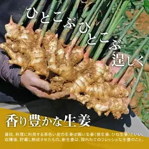 【先行予約・11月発送】 新生姜 2kg 高知県産 農家直送 期間限定 秋限定 旬 しょうが