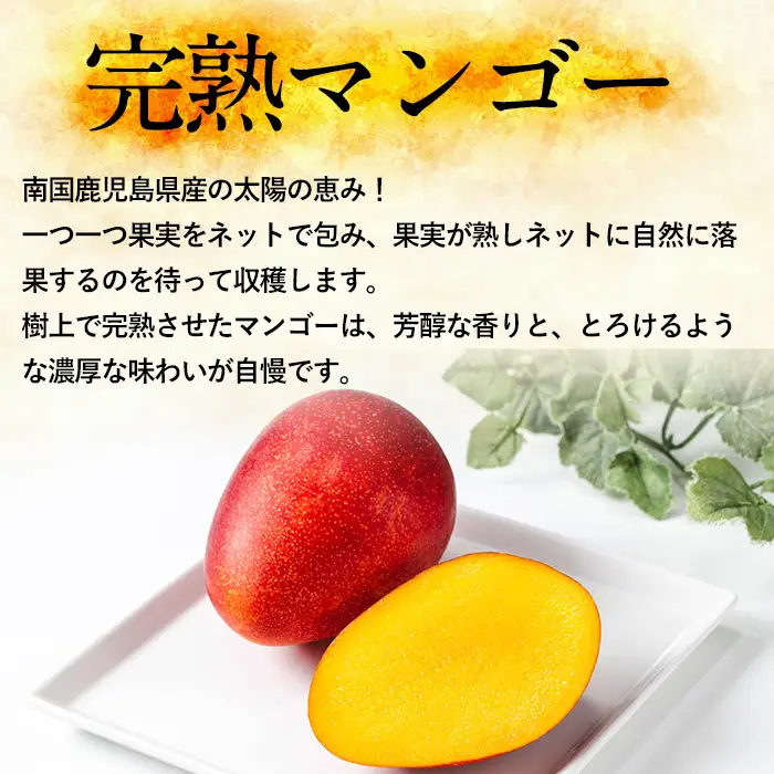 【0145942a】《先行予約受付中！2027年7月下旬頃までに発送》＜秀品・数量限定！＞南国鹿児島県産の太陽の恵み！完熟マンゴー(大玉1個・500g以上) 果物 フルーツ 果実 デザート 国産 冷蔵 【東串良物産館ルピノンの里】
