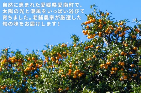 清家ばんかんビレッジの愛媛プチみかん2.5kg