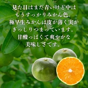 【訳あり】愛媛みかん （ 極早生 ） 10kg【発送時期：9月下旬から10月下旬】2S-Lサイズ サイズミックス 愛媛みかん 温州みかん 一番みかん 柑橘 みかん 愛媛県 愛南町 清家ばんかんビレッジ