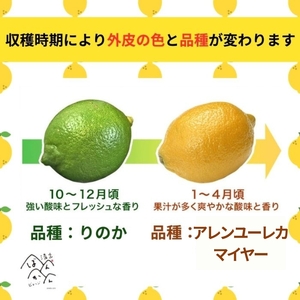 【レモン】 3kg レモン 清家ばんかんビレッジ