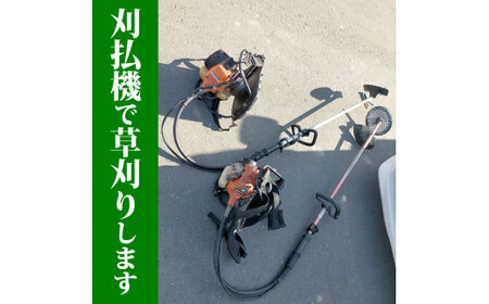 空き地の草刈り代行（10坪単位）