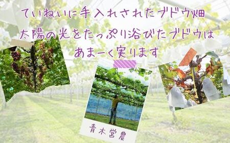 Y2　ぶどう の詰め合わせ　約2kg（8月中旬以降順次発送）　【 ブドウ 葡萄 詰め合わせ セット 贈答 藤稔 紫玉 ピオーネ シャインマスカット ギフト 自宅用 】