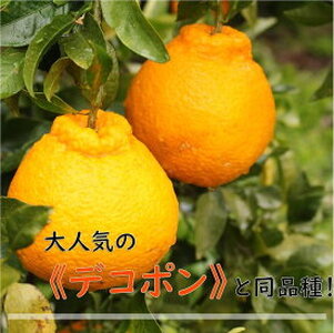 【2027年先行予約】和歌山県有田産 不知火 5kg ひとつひとつ手選別で厳選！生産者から直送_ZN6002n