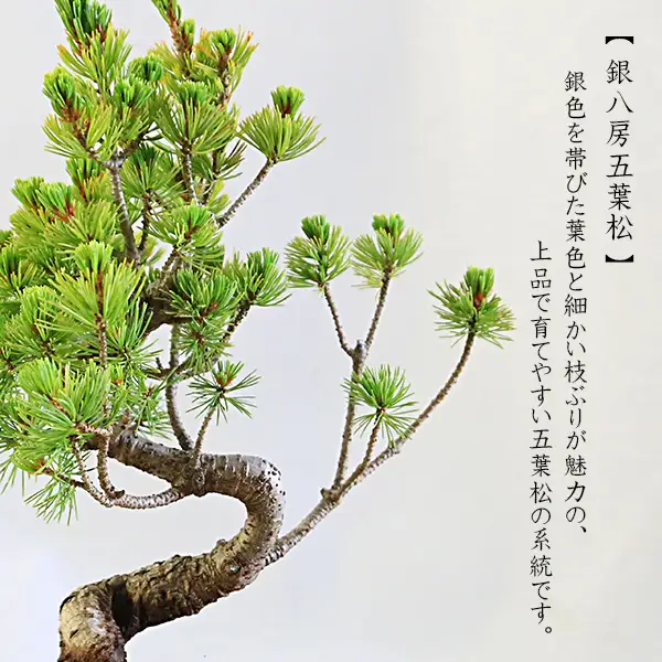 【39-04】 養庄園 五葉松盆栽