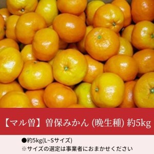 【マル曽】曽保みかん(晩生種)約5kg