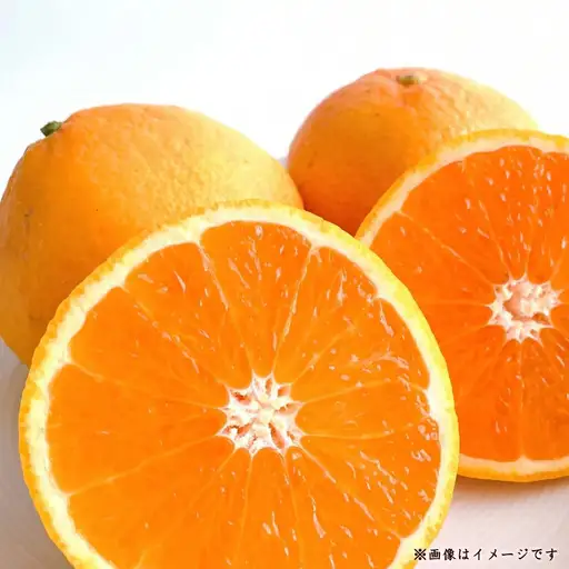 三豊(みとよ)みかん 約5kg