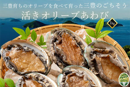 【配送不可地域:北海道・東北・沖縄県・離島】オリーブあわび 約1kg(10～12個程度)
