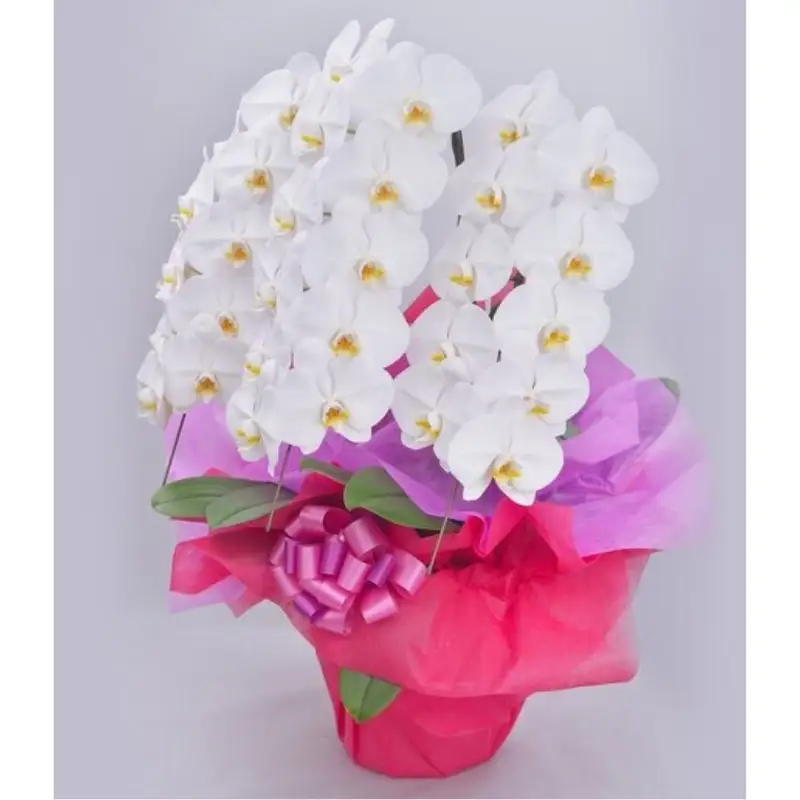 胡蝶蘭　ホワイト　３本立ち／サンオーキッド　白　花　胡蝶　蘭　プレゼント　お祝　開店　就任　新築　開業【orch001】