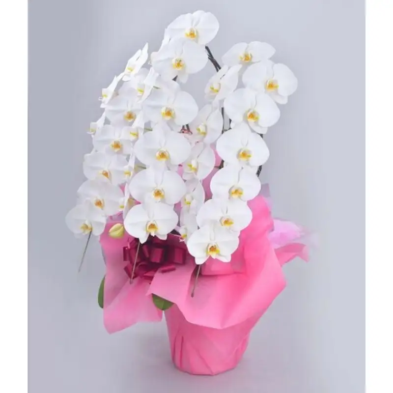 ≪厳選≫　胡蝶蘭　ホワイト　３本立ち／サンオーキッド　白　花　胡蝶　蘭　プレゼント　お祝　開店　就任　新築　開業【orch002】