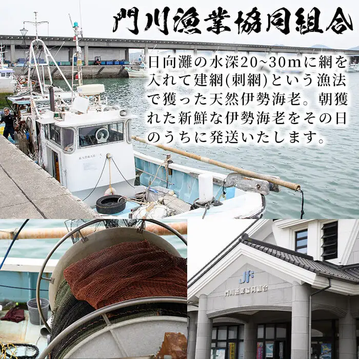 ＜数量限定＞天然！門川町産活き伊勢海老(計1kg・約2～3尾)海鮮 朝獲れ 国産【O-4】【門川漁業協同組合】