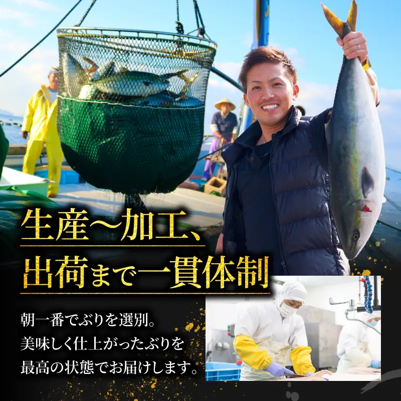 ブリしゃぶセット（4~5人前）ブリ