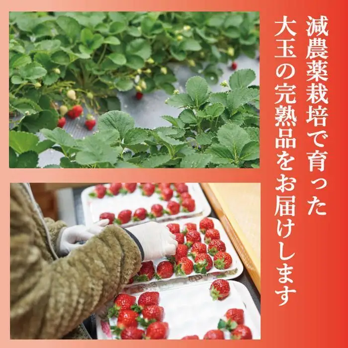 【2027年1～4月出荷分予約販売】完熟あまおう 大玉詰め合わせ 1.2kg あまおう