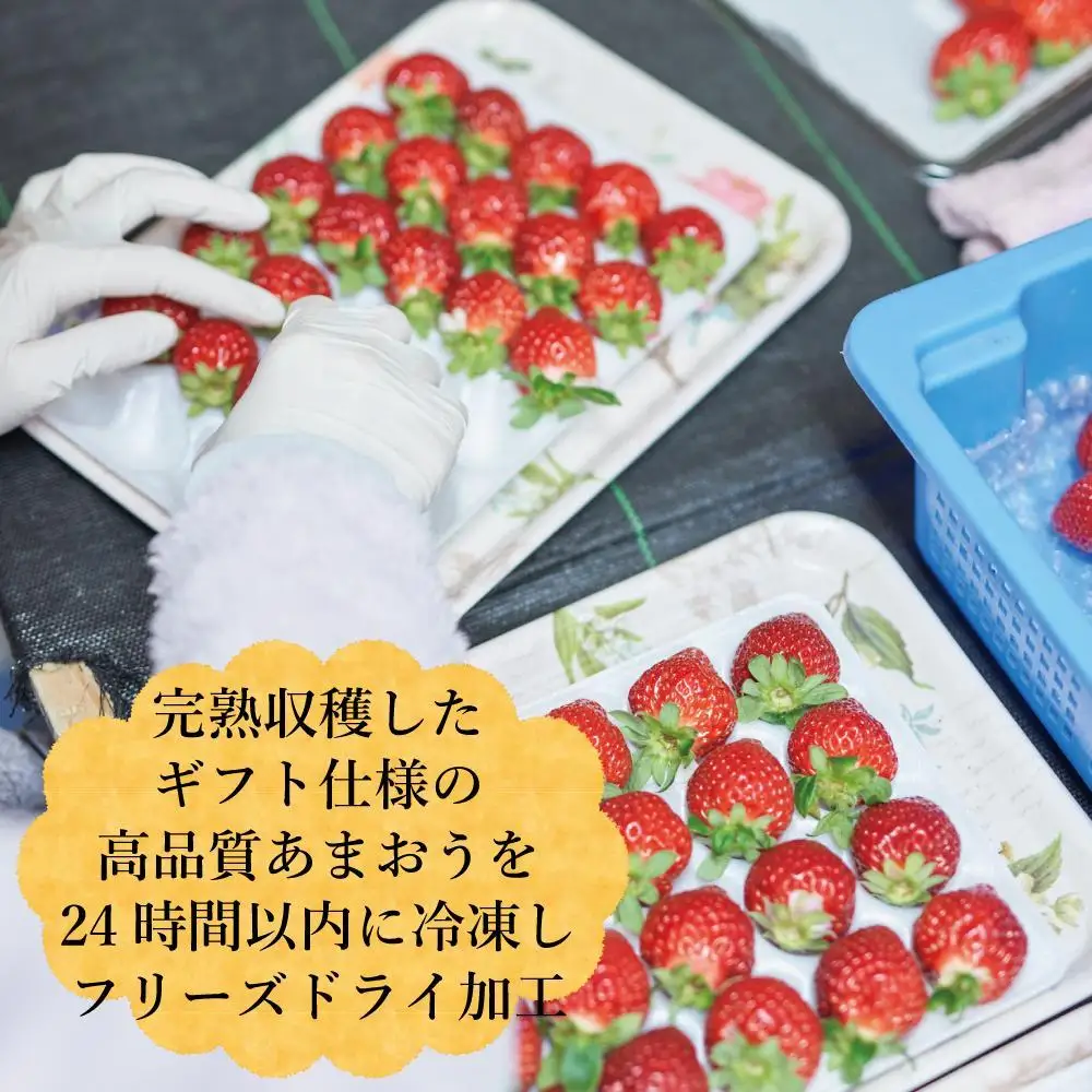 形も味もそのまま楽しめる！完熟あまおう【フリーズドライギフトセット】 (20g×3袋)