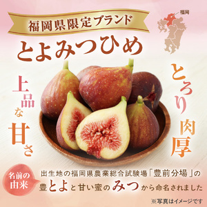 急速冷凍！福岡県特産品プレミアムいちじく「とよみつひめ」冷凍いちじく 大容量2kg【JAほたるの里】_HA0279