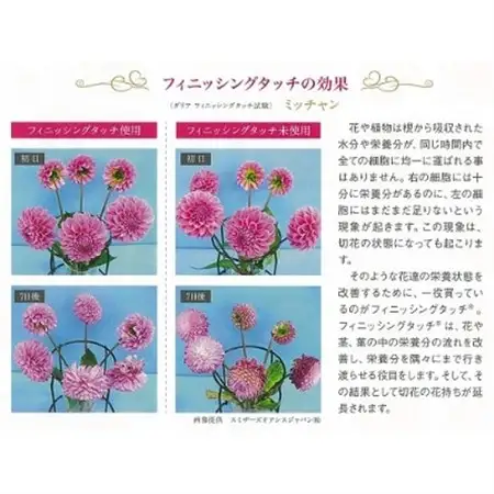 川西町産　ダリア切花　中輪～中大輪(約17cm～21cm前後)20本　※9月～10月出荷予定_花・観葉植物 花  _【配送不可地域：離島】【1244698】
