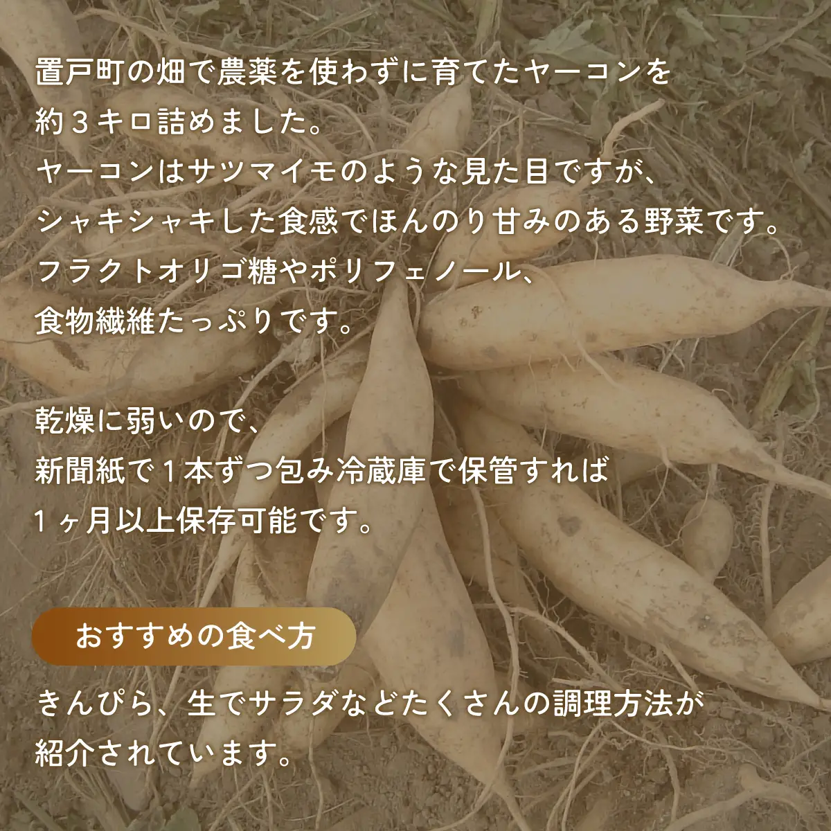 ヤーコン 3kg OTE001 | ヤーコン