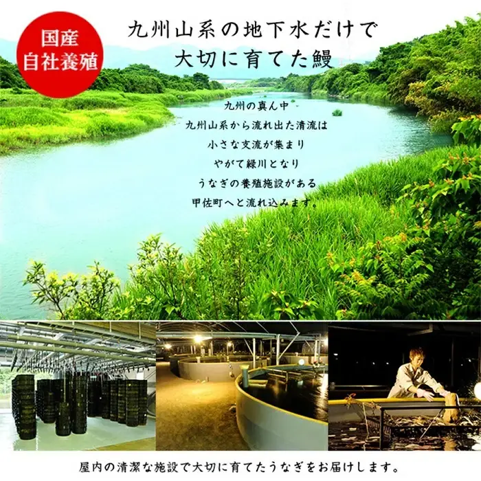 【甲佐ブランド】 うなぎ 蒲焼き 2尾 【こうさんもん認定商品】熊本産 国産 総重量300ｇ以上 - うなぎ 鰻 蒲焼 国産 熊本産 こうさんもん 甲佐ブランド 甲佐町特産 蒲焼き ふっくら 冷凍 熊本県 甲佐町