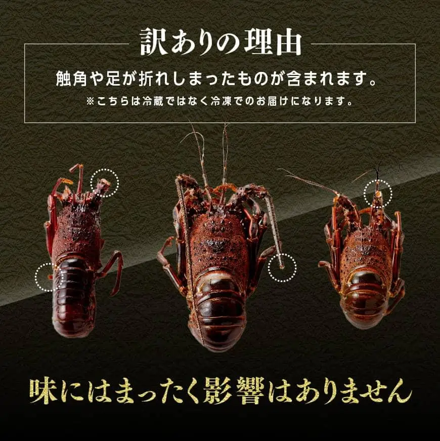 【訳あり！】【漁協直送！】冷凍伊勢海老（小）500g　(3～5尾) 【 期間限定 数量限定 魚介類 えび 伊勢えび イセエビ 日向灘 訳あり 伊勢海老 】