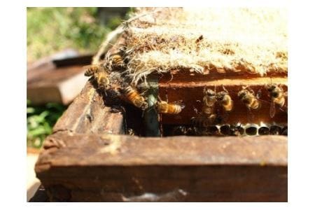 H-98　れんげ 蜂蜜 （500ｇ）【兵庫県たつの市産】