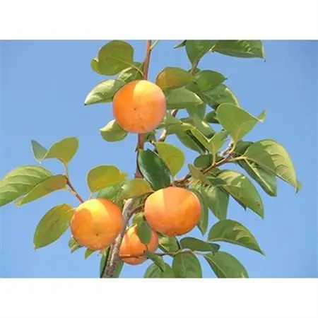 【先行予約:2026年配送】太陽の光をたっぷり浴びた松岡農園の富有柿(4L　9個)_果物・フルーツ 柿（カキ）  かき_【1090791】