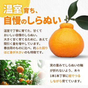 温室 不知火 （ しらぬい ） 3kg（7〜8玉）化粧箱入 / デコポン ハウス栽培 甘い 和歌山 柑橘 お歳暮 ※2026年11月下旬〜2026年12月下旬に順次発送 【ymk006-p-3】