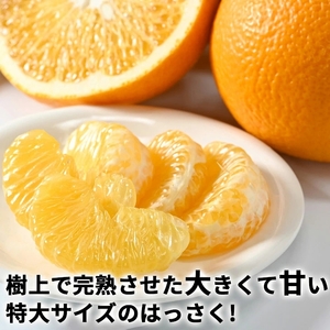 タカじいの 完熟 さつき はっさく 5kg/ 八朔 特大サイズ 和歌山 有田 柑橘 ※2027年4月上旬〜4月下旬に順次発送 【krs022-l-5A】