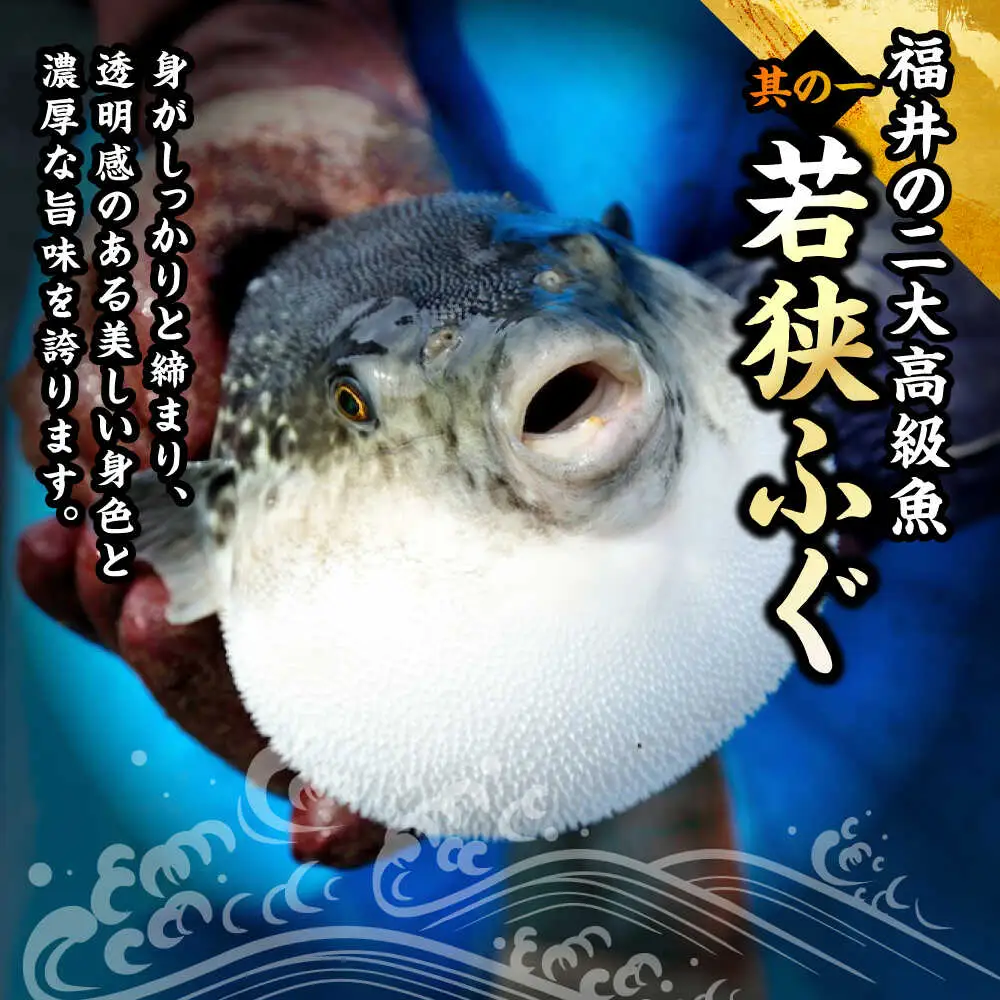 若狭ふぐ 極上セット 焼きふぐ付き 4人前 小浜市 / 若狭ふぐの宿 下亟 【配送不可地域：北海道・沖縄・離島】[BFAF021] ふぐ