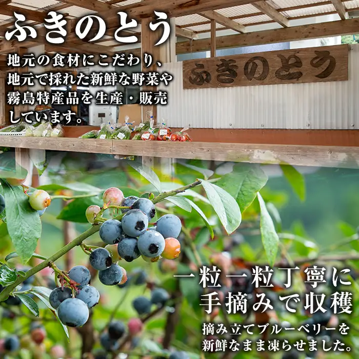 A-050 霧島市産ブルーベリー1.2kg(冷凍)【霧島農産加エグループふきのとう】霧島市 ブルーベリー 冷凍 新鮮 フルーツ
