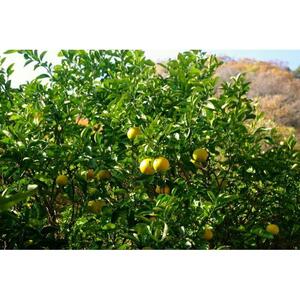 自然農歴11年以上　はっさく・紅八朔　7.5kg