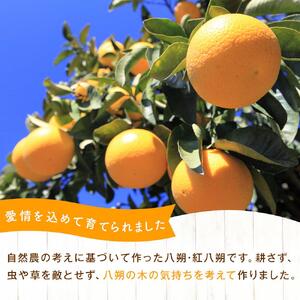 自然栽培歴　60年以上　はっさく・紅八朔　6kg