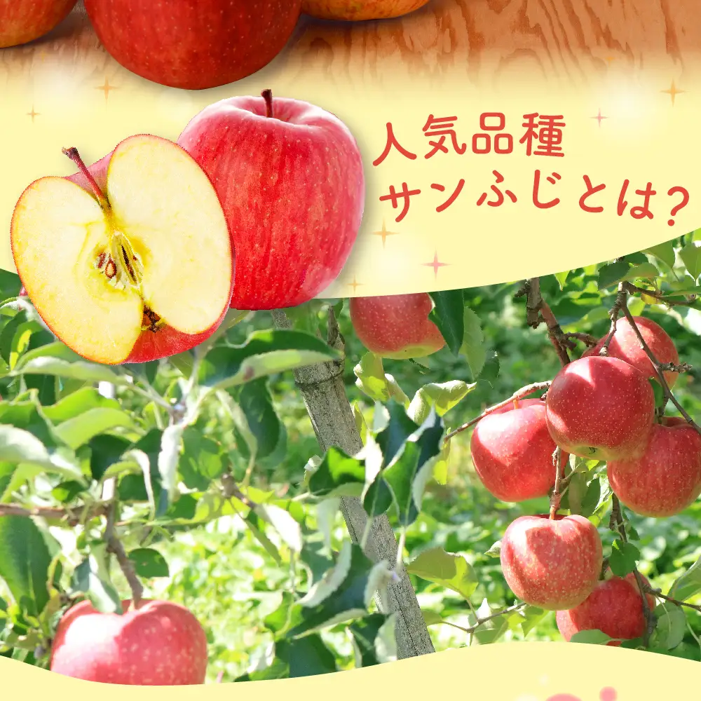 【2027年2月中旬発送】【訳あり】 りんご 約5kg 青森県産 サンふじ 家庭用 りんご