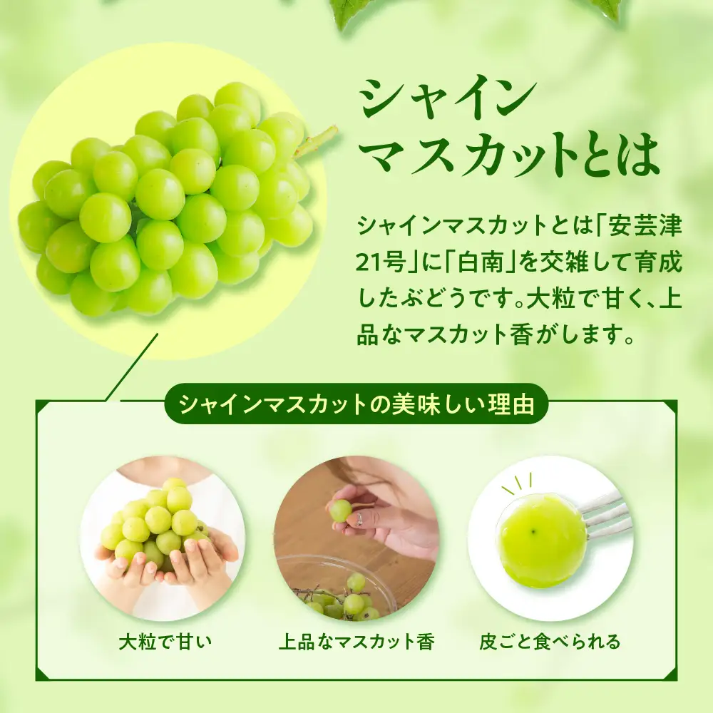 【2026年12月上旬発送】 青森産シャインマスカット 「家庭用カップ入り」 約1.2kg (200g×6カップ)