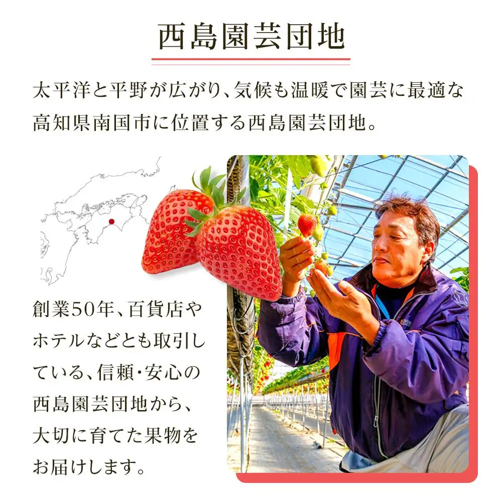 【先行予約】いちご 700g フルーツ イチゴ 西島園芸団地