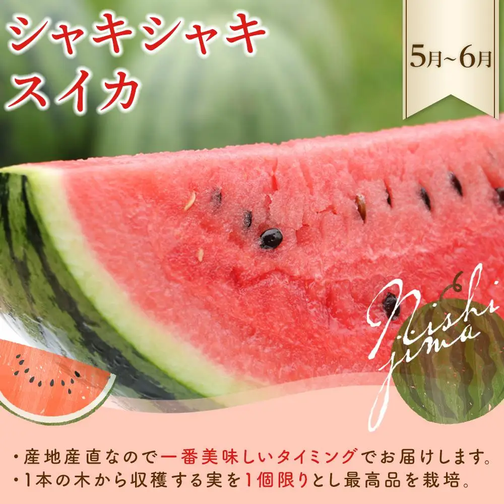 【年3回 定期便】季節のフルーツセット マンゴー メロン  スイカ マンゴー